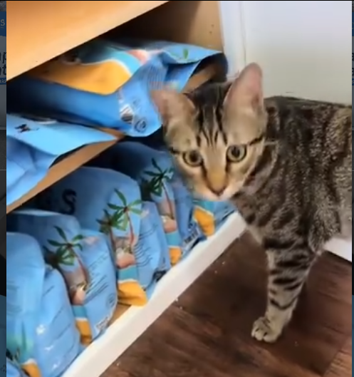 G&S Pet low-dust cat litter product